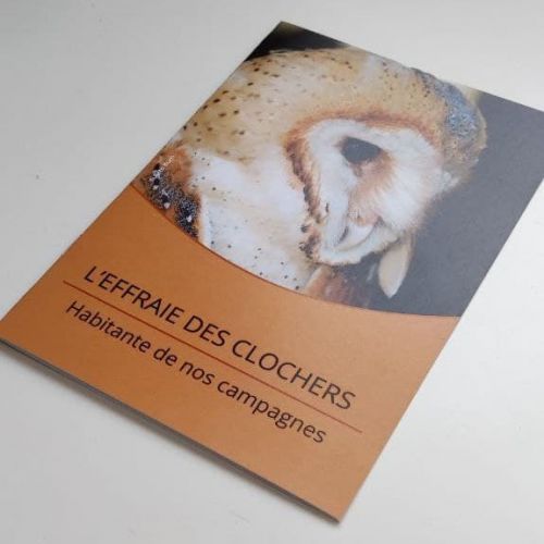 L'Effraie des clochers, habitante de nos campagnes